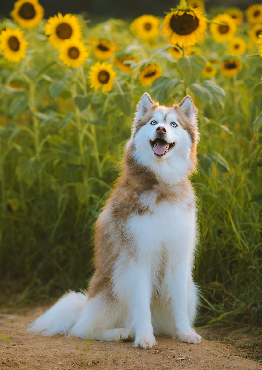 Husky